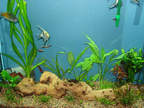 Hur du sänka din nitrat / nivåer nitrit i ditt akvarium. Minska mängden du ger din fisk.
