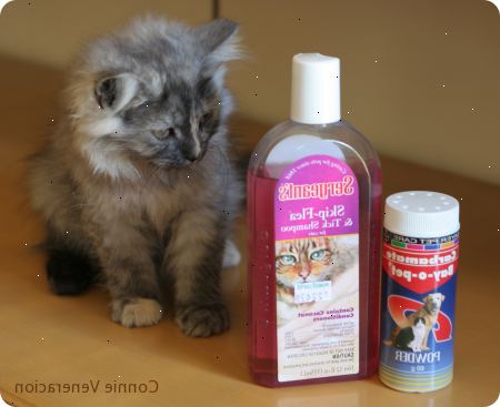 Hur schampo en kattunge för loppor. Kontrollera att defleaing schampo du har är inte bara extremt milda, men är avsedd för kattungar.